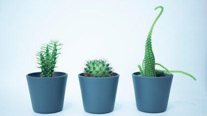indoor plant decorative cactus in gray pots