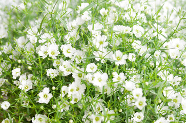 小さな白い花・かすみ草（霞草）01