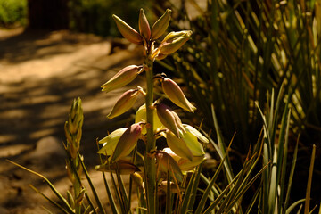 Yucca plant 
