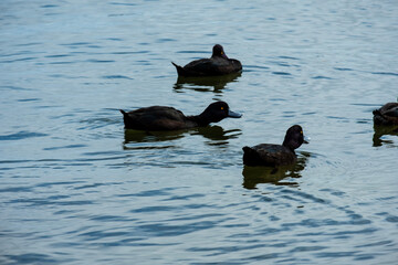 ducks in the lake