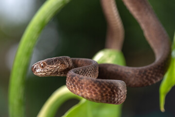 The keeled slug-eating snake (Pareas carinatus ) in their environment