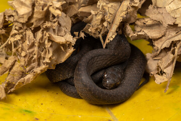 The keeled slug-eating snake (Pareas carinatus ) in their environment