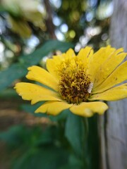 yellow flower on a green background