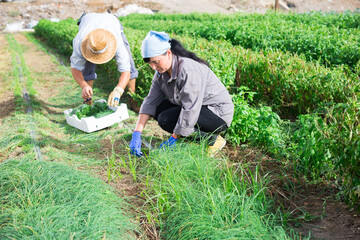 Farm workers gathering crop of green chives on vegetable plantation on sunny fall day. Harvest time