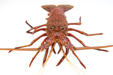 Macro picture of frashy uncooked Australian spiny lobster eyes with isolated white background 