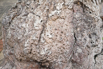 Old teak tree stem as a decoration at resort island