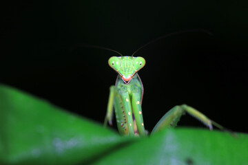 Mantis lives on weeds in the North China Plain