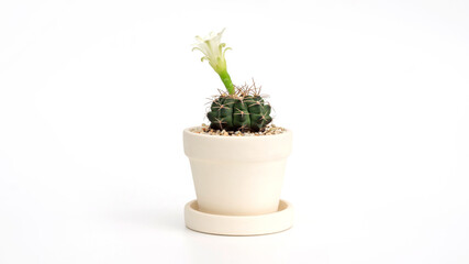 Cactus has a flower in a pot on a white background.