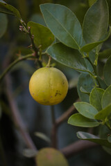 lemons on tree