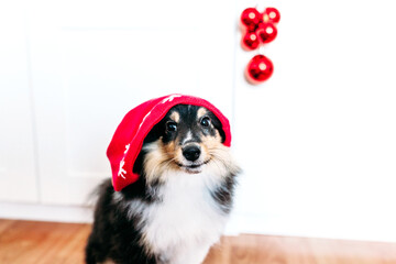 dog in a hat for the new year and Christmas, home decoration for the holiday, puppy
