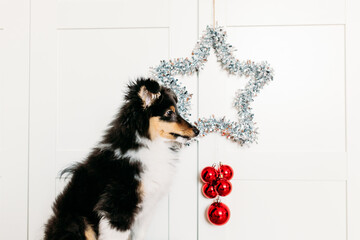 star and balls red home decor rooting for new year and Christmas, background, shiny, puppy dog sitting