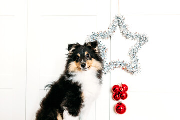 star and balls red home decor rooting for new year and Christmas, background, shiny, puppy dog sitting