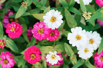 Fototapeta premium Bright zinnia flowers, top view