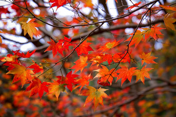 紅葉