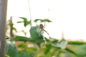 Spider argiope bruennichi on the web in the garden