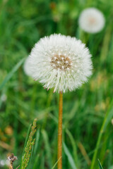 Dandelion flower growing in the green grass in the spring