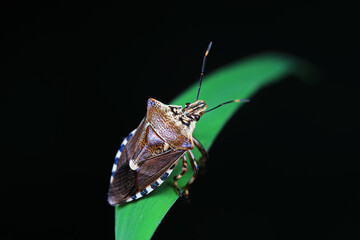 stinkbug on plant leaves in nature, North China Plain