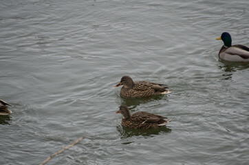 Female Mallards Swimming in the River