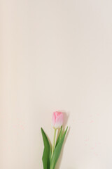 Tenderness Pink tulip. Spring card or background with space for text. Top view. Copy space. Mothers day