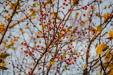 Different vegetation by the riverside in late November