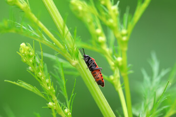 stinkbug on plant leaves in nature, North China Plain
