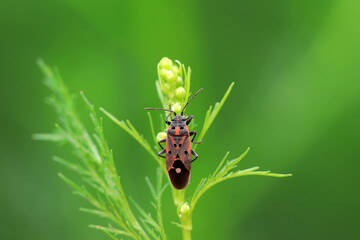 stinkbug on plant leaves in nature, North China Plain