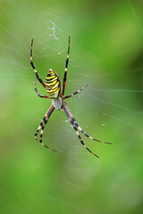 Spiders on wild plants, North China