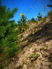 landscape in the mountains