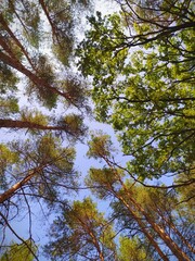 trees and sky