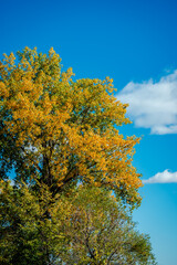 Fototapeta na wymiar Poplar tree leaves in the autumn