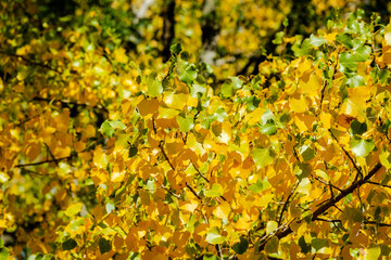 Poplar tree leaves in the autumn