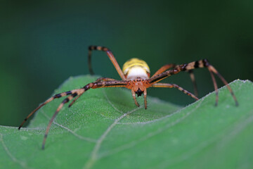 Spiders on wild plants, North China