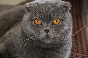 Big cat of British breed. Short-haired animal with yellow eyes.