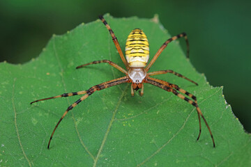 Spiders on wild plants, North China