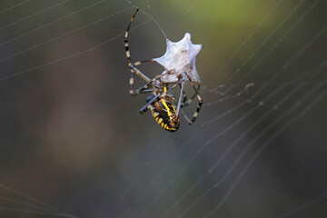 Spiders on wild plants, North China