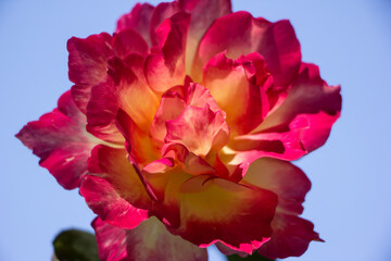 Yellow mix pink  rose flower