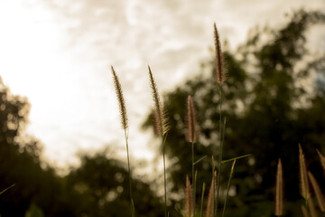 Obraz premium Yellow grass flower