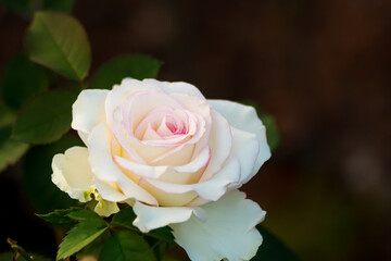 white rose on  Blurred background