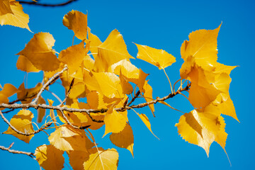 Poplar tree leaves in the autumn