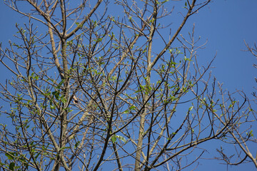 Ficus Hispida Linn or Ficus Tinctoria fruits