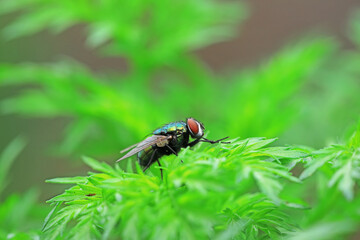 Flies on plants in the nature, North China Plain