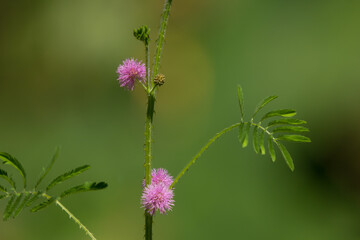 Close up  flower of Mimosa pudica