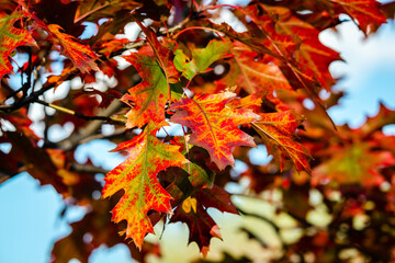 Oak tree leaves in the fall