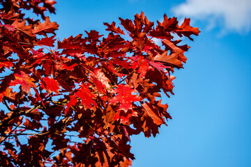 Oak tree leaves in the fall