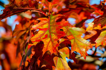 Oak tree leaves in the fall