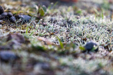 朝露がついた草