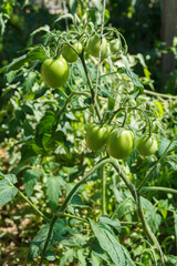 Unripe green tomatoes growing on bush in the garden.