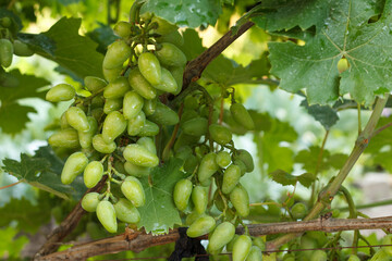 Bunch of unripe white grapes on a bush