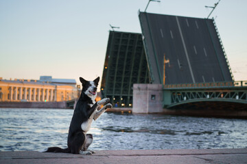 obedient dog in the city. border collie by the river. Pet at architecture background