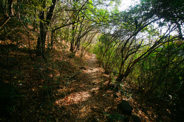 path in the forest